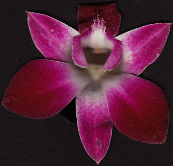 Scanning an Orchidee with the Canon lide 200