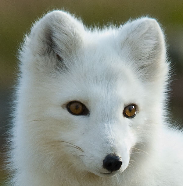 Polar fox framed with the Sigma 150-500mm OS