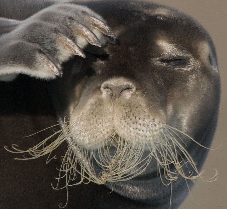 Gray seal shot with Sigma 150-500mm in Svalbard