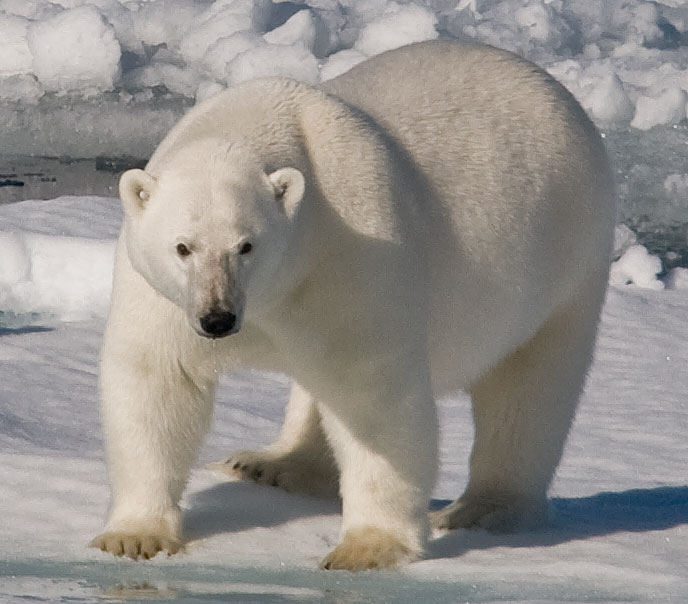 Polar bear photographed at Svalbard 20080814 with Sigma 150-500mm OS @500mm