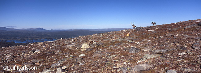 Reindeers in Vindelfjllen, Sweden Xpan and 90mm lens